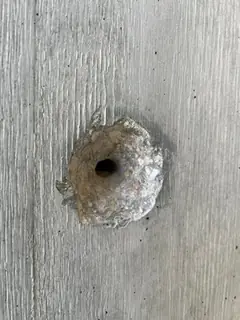 Unregelmäßig aufgewölbter, rauer Rand um ein Spindelloch, ringsum ist die Brettmaserung zu sehen
