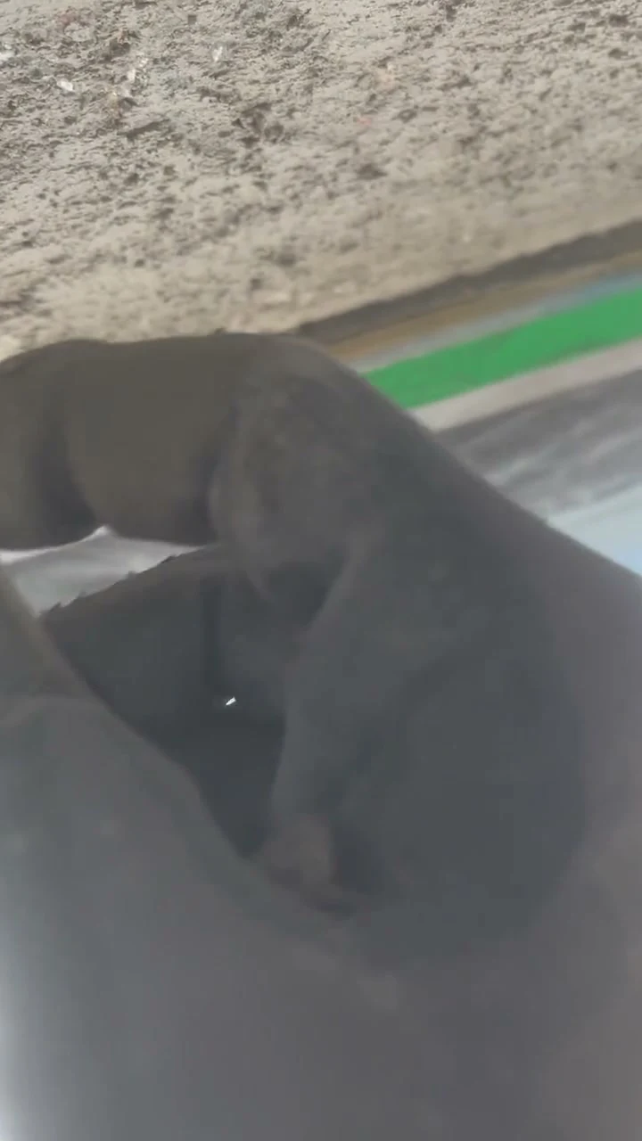 Grundiert: Video: Mineralische Grundierung wird mit dem Pinsel in die gestockte Betonfläche am Fenstersturz einmassiert